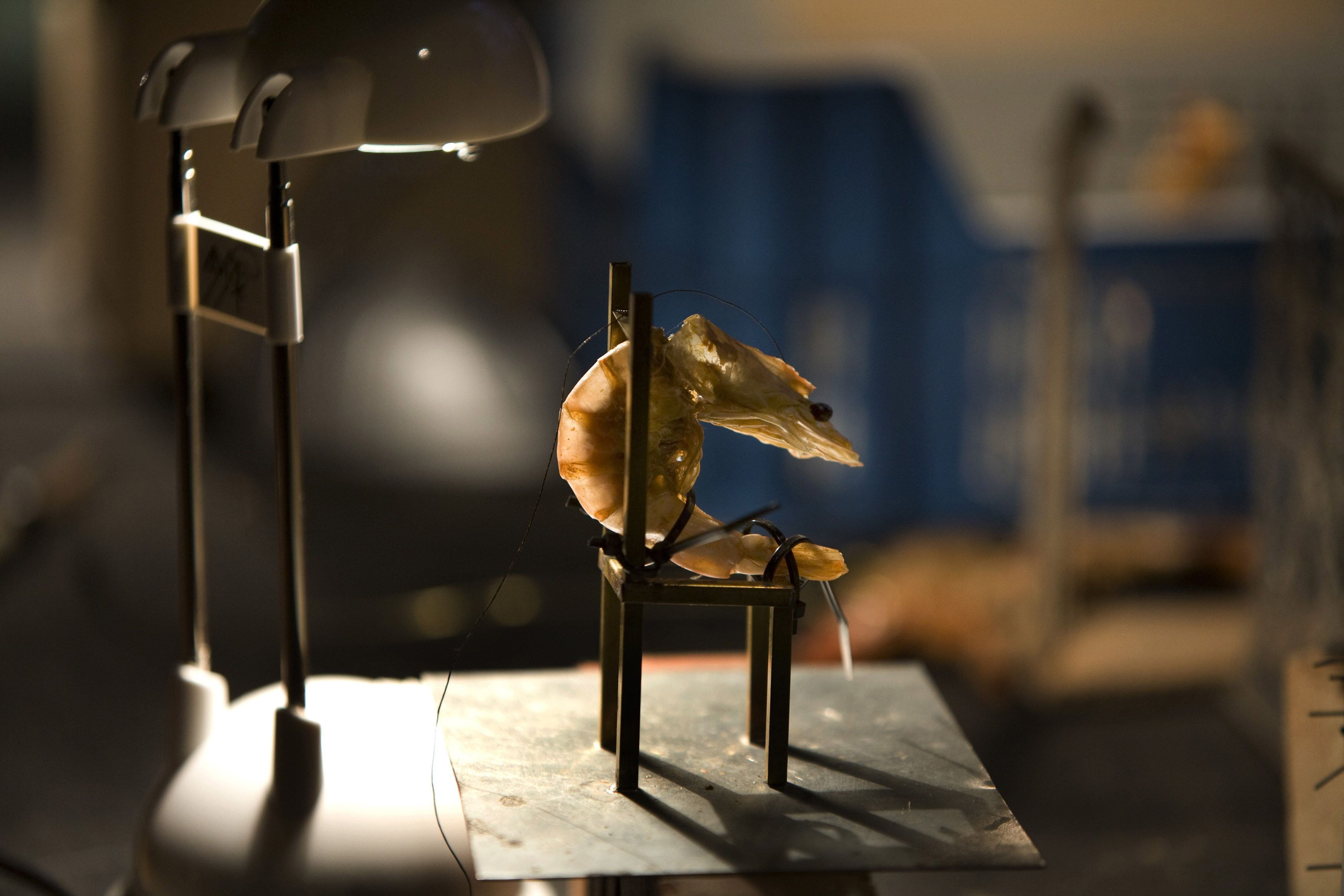 Hotel_modern_shrimp_tales_3_foto_leo_van_velzen