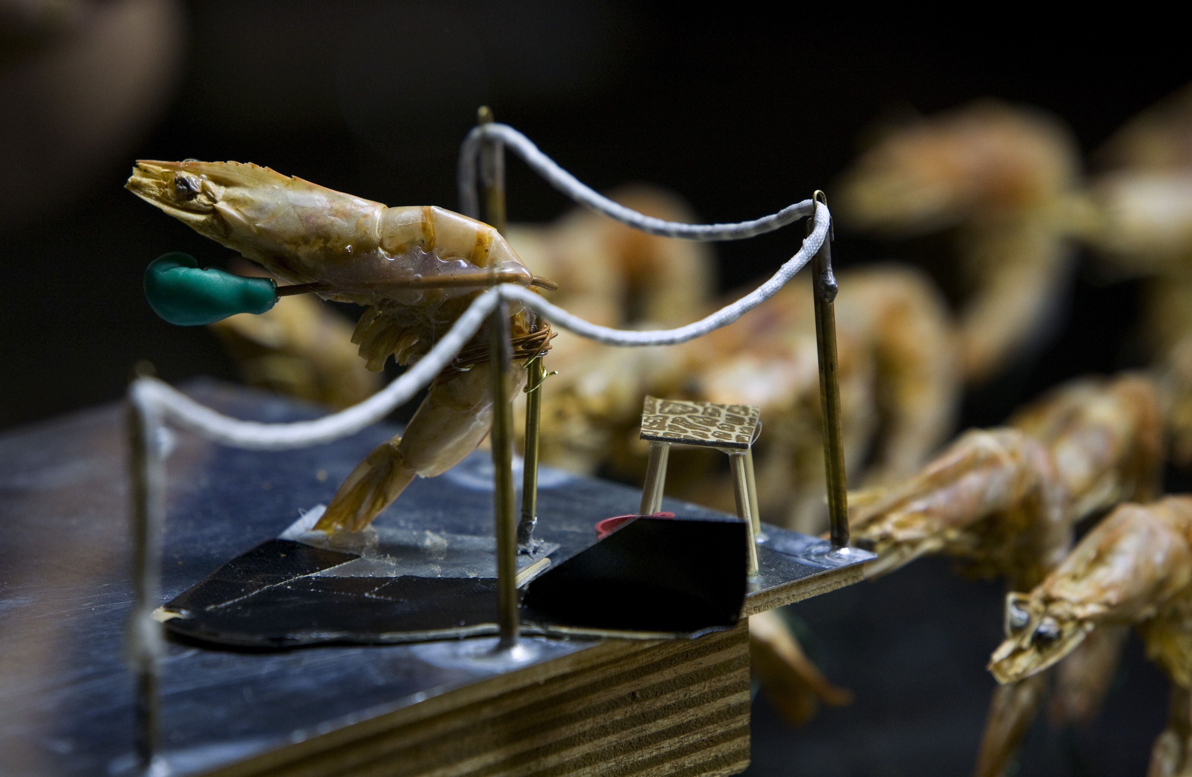 Hotel_modern_shrimp_tales_9_foto_leo_van_velzen